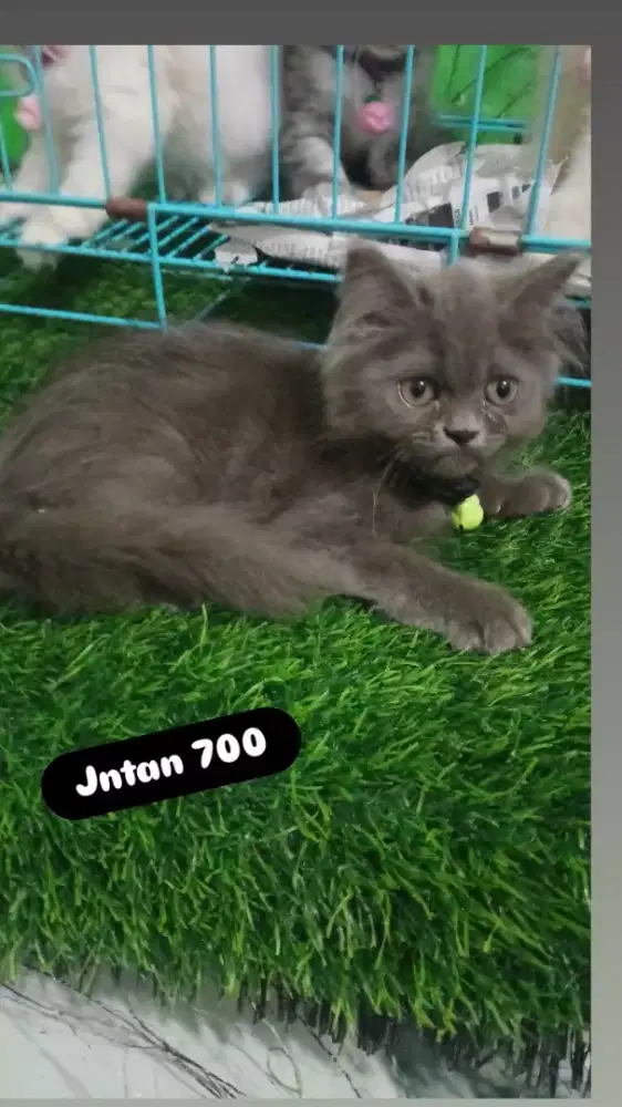Kitten persia platnose