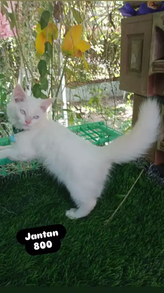 Kitten persia longhair