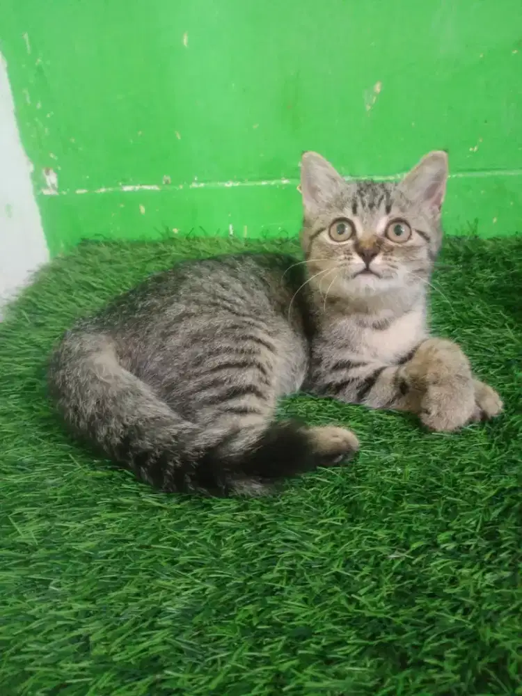 Kitem short hair