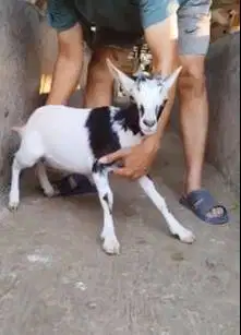sepasang kambing kerdil cross nigerian dwarf 3-4 bln TB 35cm pendek ok