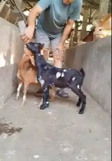 sepasang kambing kerdil cross nigerian dwarf 3-4 bln TB 35cm pendek ok