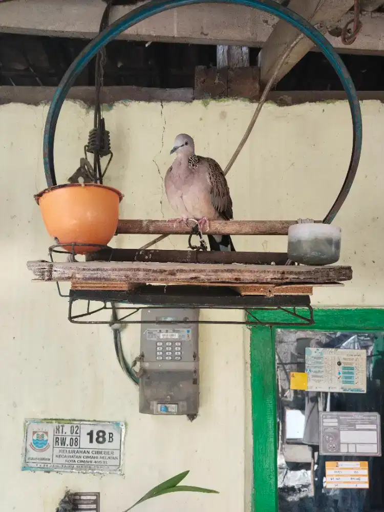 Burung tekukur rawatan