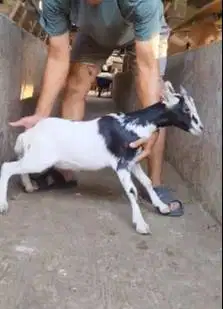 sepasang kambing kerdil asli pendek TB 35cm cross nigerian dwarf unik