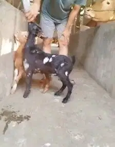 sepasang kambing kerdil asli pendek TB 35cm cross nigerian dwarf unik