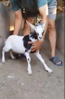 sepasang kambing kerdil 3-4 bln TB 35cm cross nigerian dwarf exotik ok