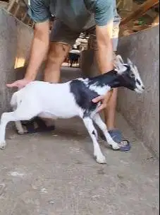 sepasang kambing kerdil 3-4 bln TB 35cm cross nigerian dwarf exotik ok