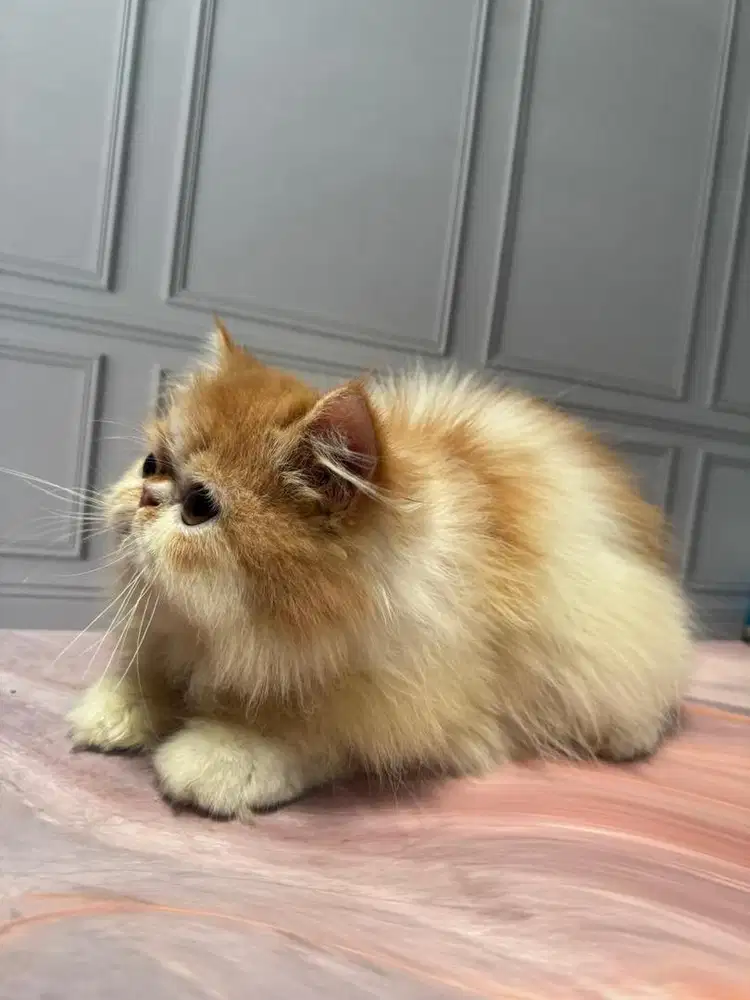 Kitten peaknose persian persia