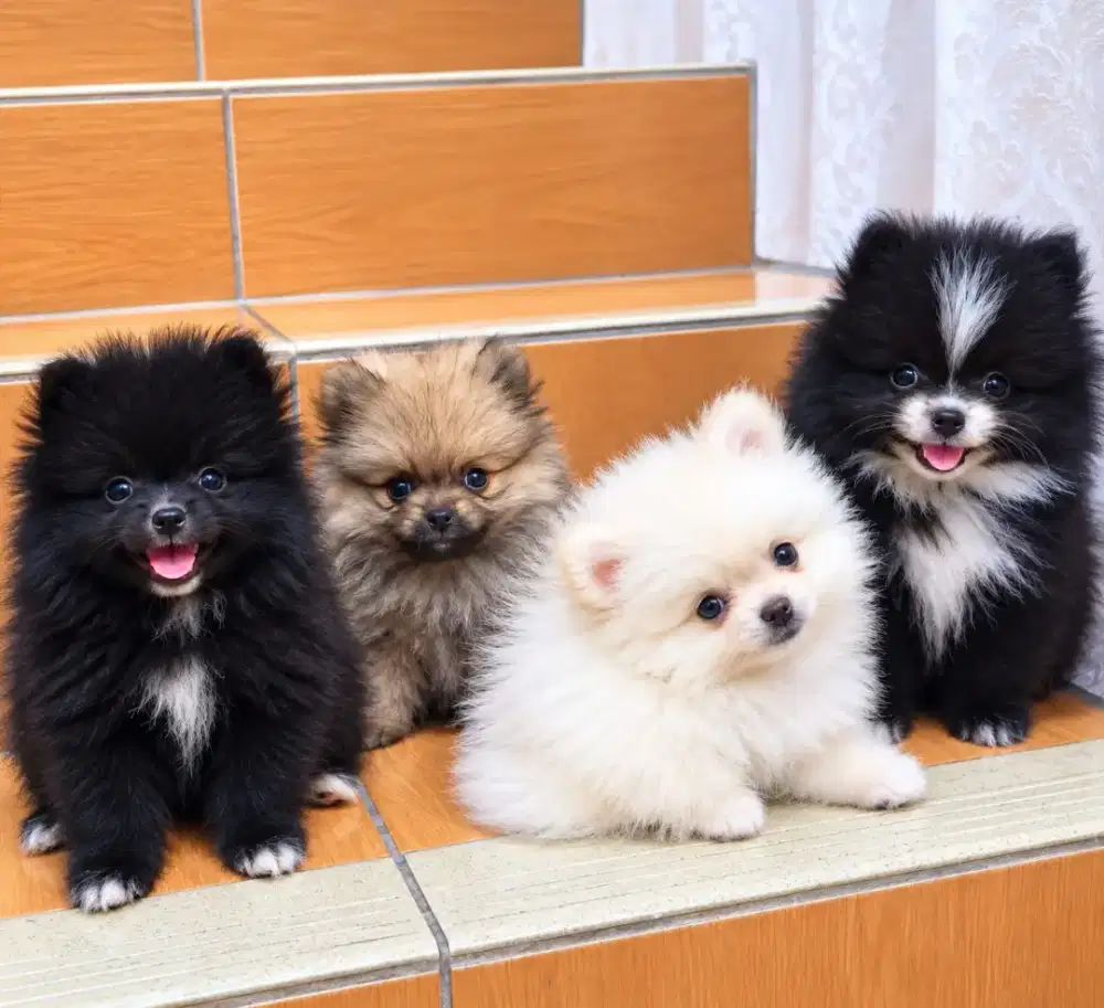Pomerian puppies minipom ras asli 100%