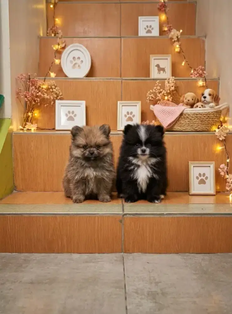 Jual Pomerian puppies minipom Ras asli 100%