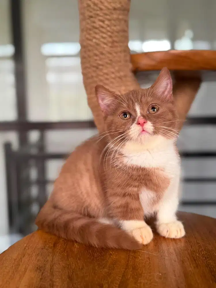 Munchkin BSH Bico Cinnamon