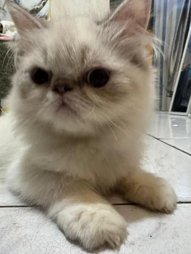 Kitten Persian Flatnose anak kucing midol