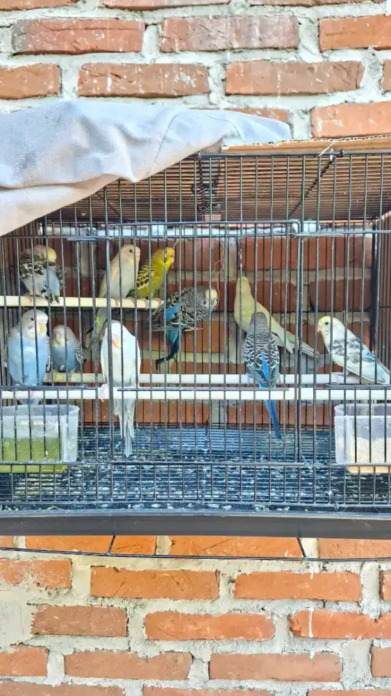 Burung Parkit Lokal