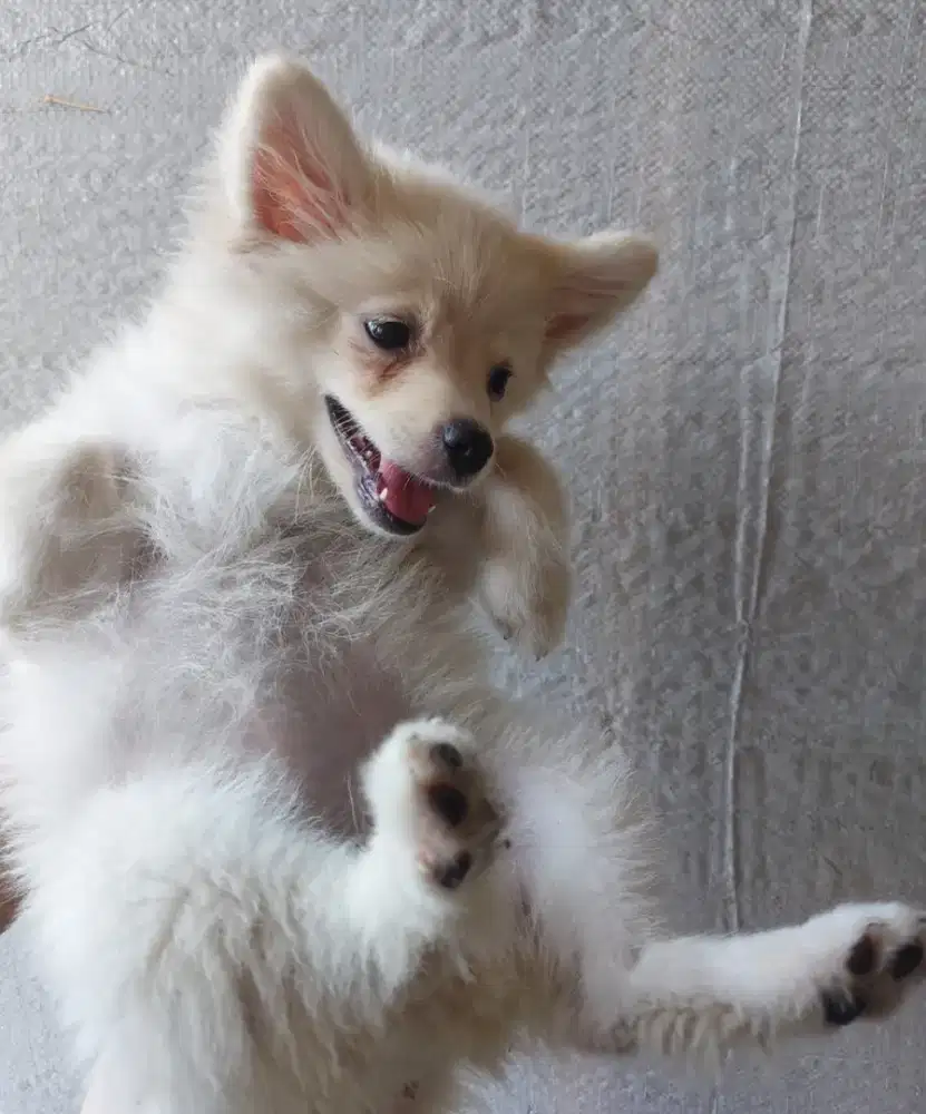JUAL ANJING POMERANIAN MURAH
