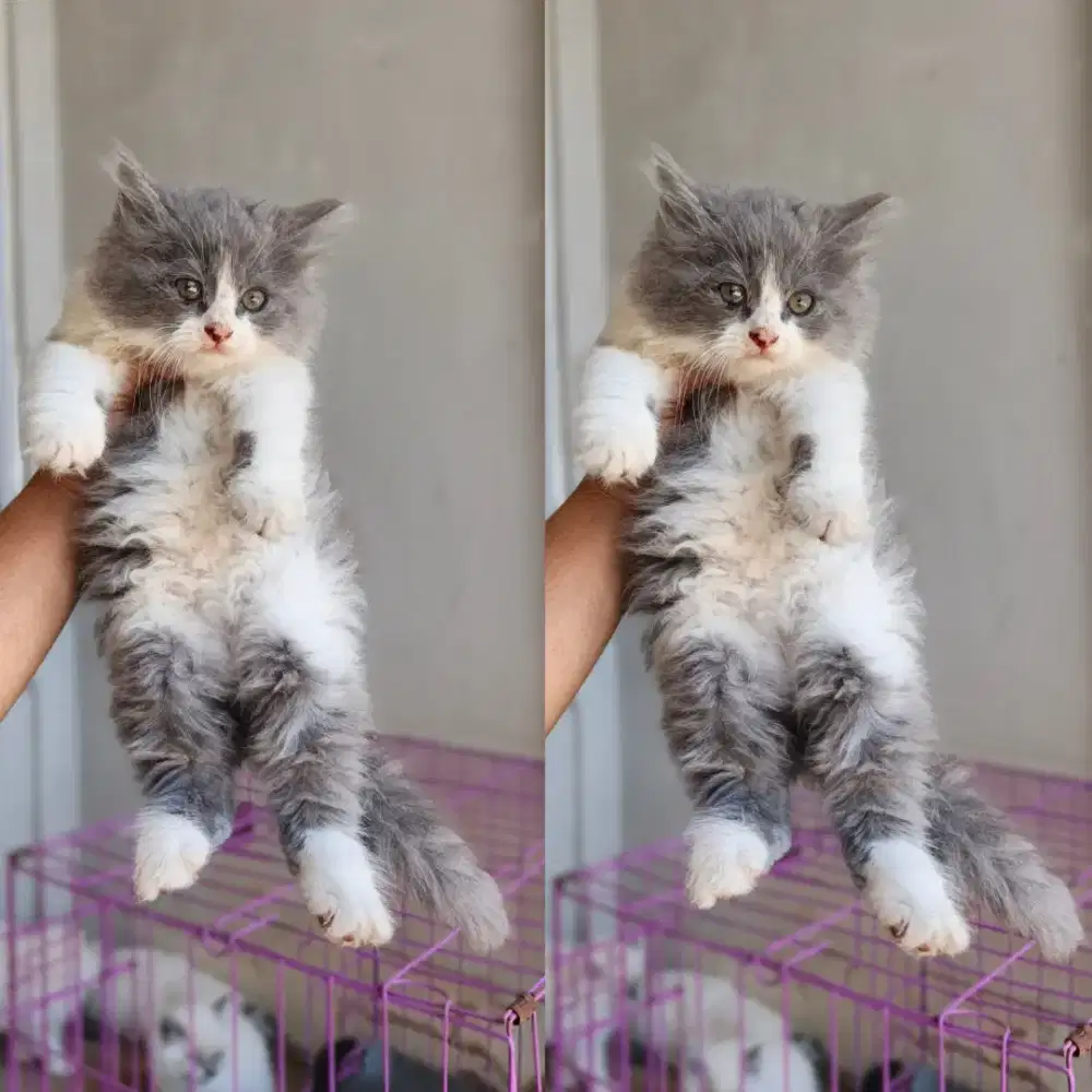Kitten 2 bulan ada jantan ada betina