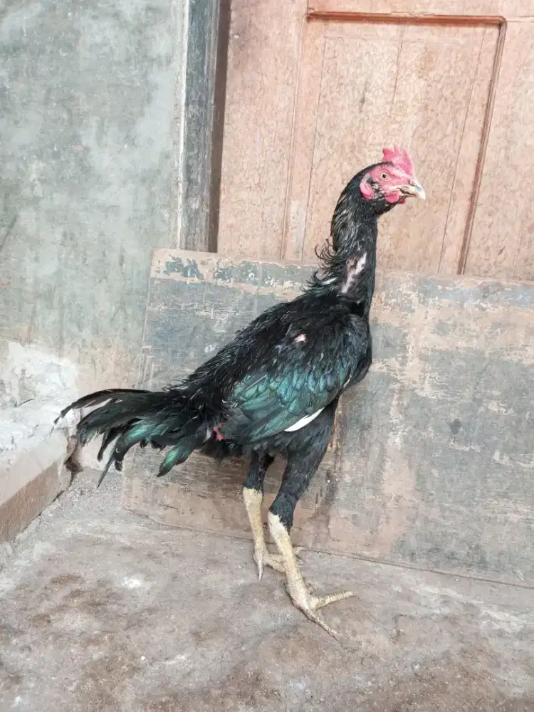 ayam pakhoy/brakot 4 bln