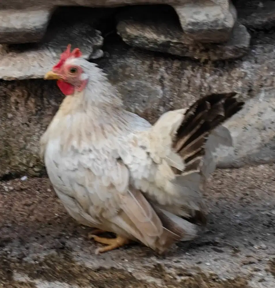 Ayam kate chabo betina mapan