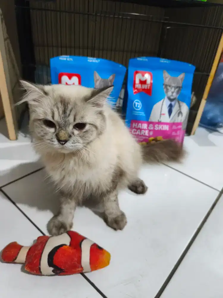 Kucing Himalaya Cantik Betina 1thn 8bln lagi hamil