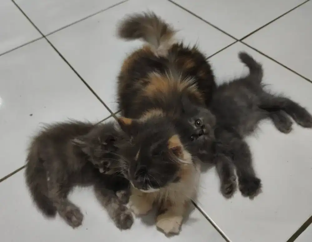 Kucing Persia Ibu dan anak Cantik Bibit bagus