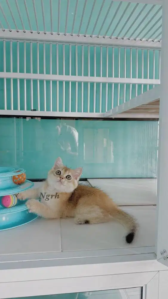 Kucing british shorthair golden
