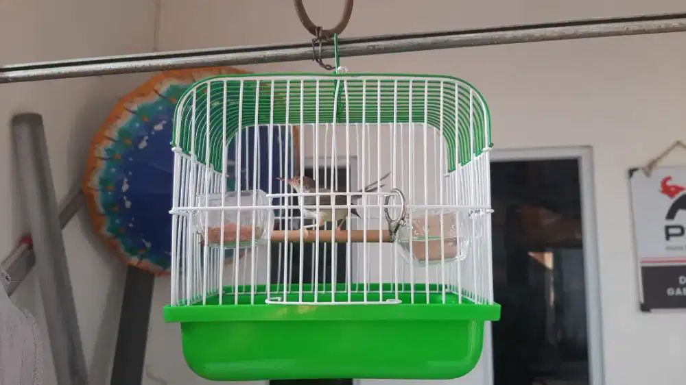 Di jual burung prenjak lumut