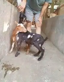 sepasang kambing kerdil 3-4 bln TB 35cm cross nigerian dwarf exotik ok