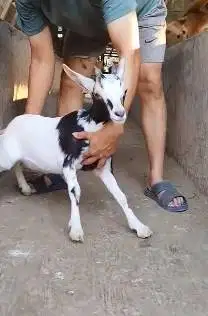 sepasang kambing kerdil 3-4 bln TB 35cm cross nigerian dwarf exotik ok