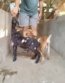 sepasang kambing mini kerdil 3-4 bln TB 35cm cross nigerian dwarf unik