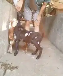sepasang kambing mini kerdil 3-4 bln TB 35cm cross nigerian dwarf unik