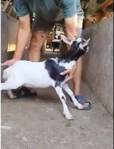 sepasang kambing mini kerdil 3-4 bln TB 35cm cross nigerian dwarf unik
