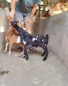 sepasang kambing kerdil cross nigerian dwarf 3-4 bln TB 35cm exotik ok