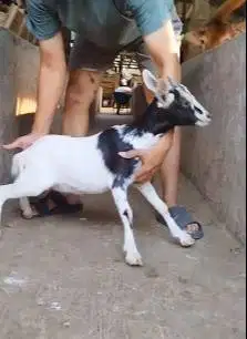 sepasang kambing kerdil cross nigerian dwarf 3-4 bln TB 35cm exotik ok