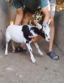 sepasang kambing kerdil cross nigerian dwarf 3-4 bln TB 35cm exotik ok