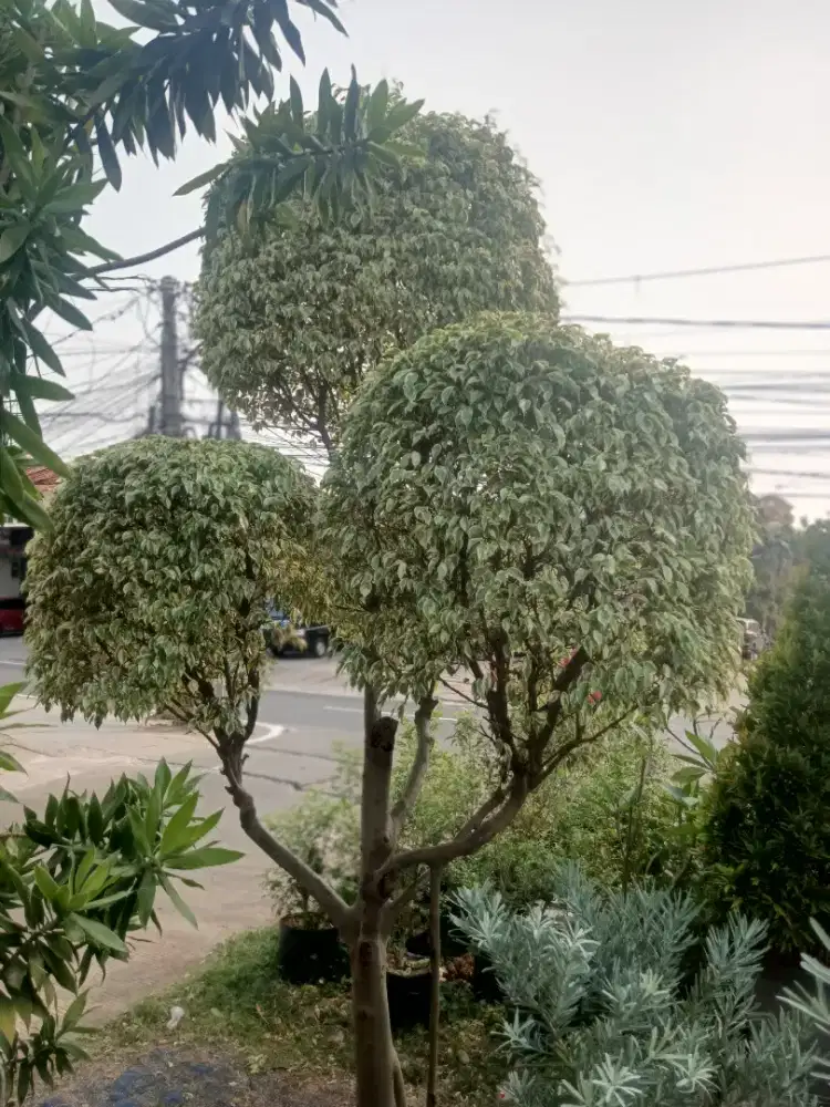 Pohon Bonsai beringin putih