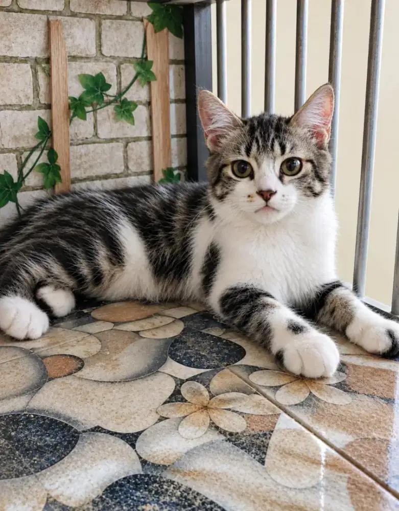 Kitten tabby jantan 3.5 bulan