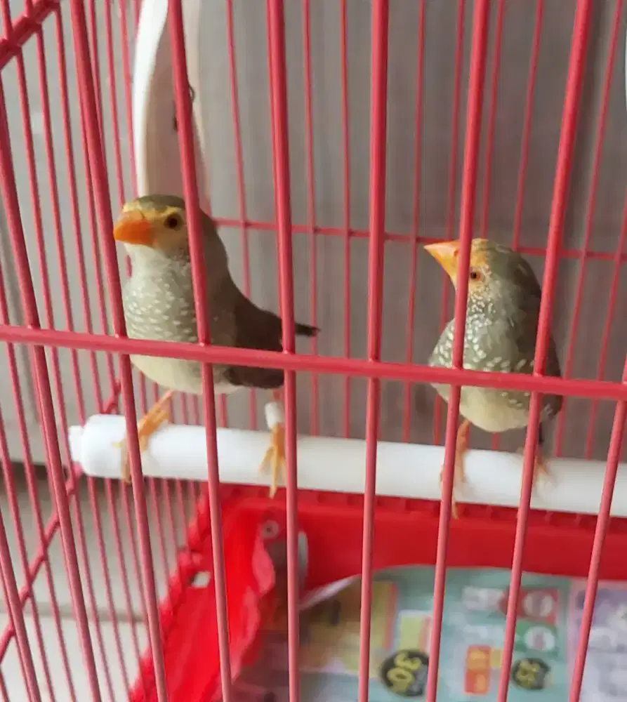Starfinch muka oren syapan