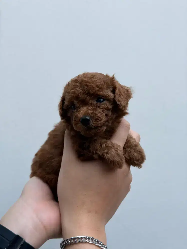 Dijual anakan Red Toy Poodle