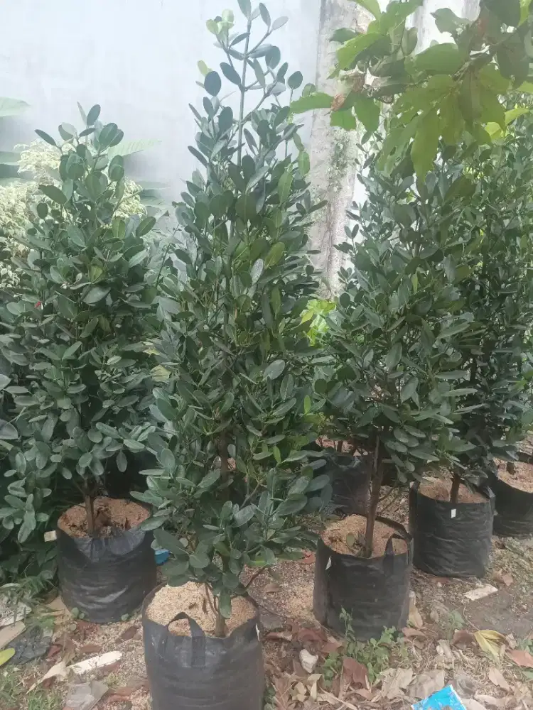 Pohon nangka taiwan (Garcinia / fukugi)