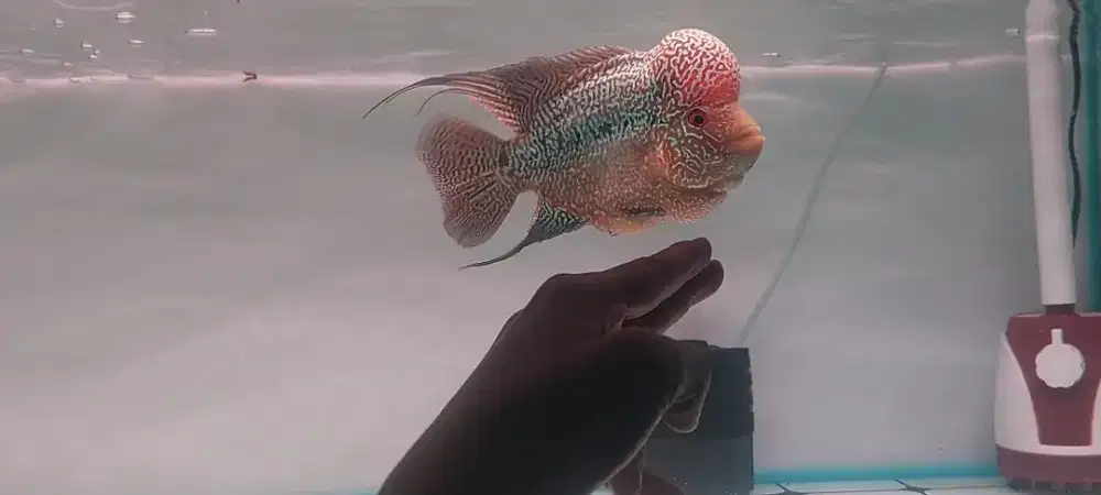 Ikan louhan kamfa f2 16-17cm