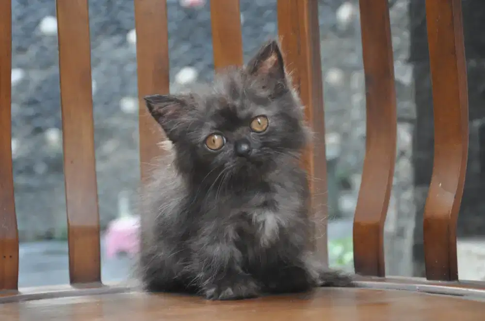 BLH munchkin black betina