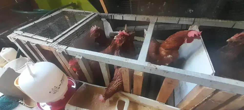 Ayam petelor merah