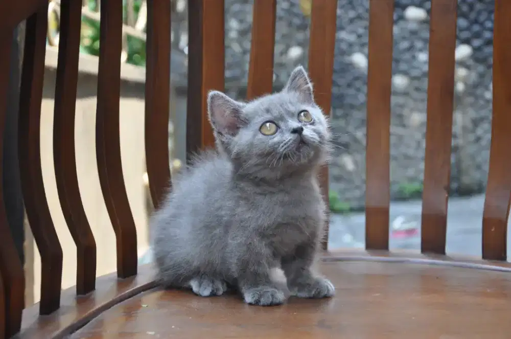 Bsh munchkin blue jantan