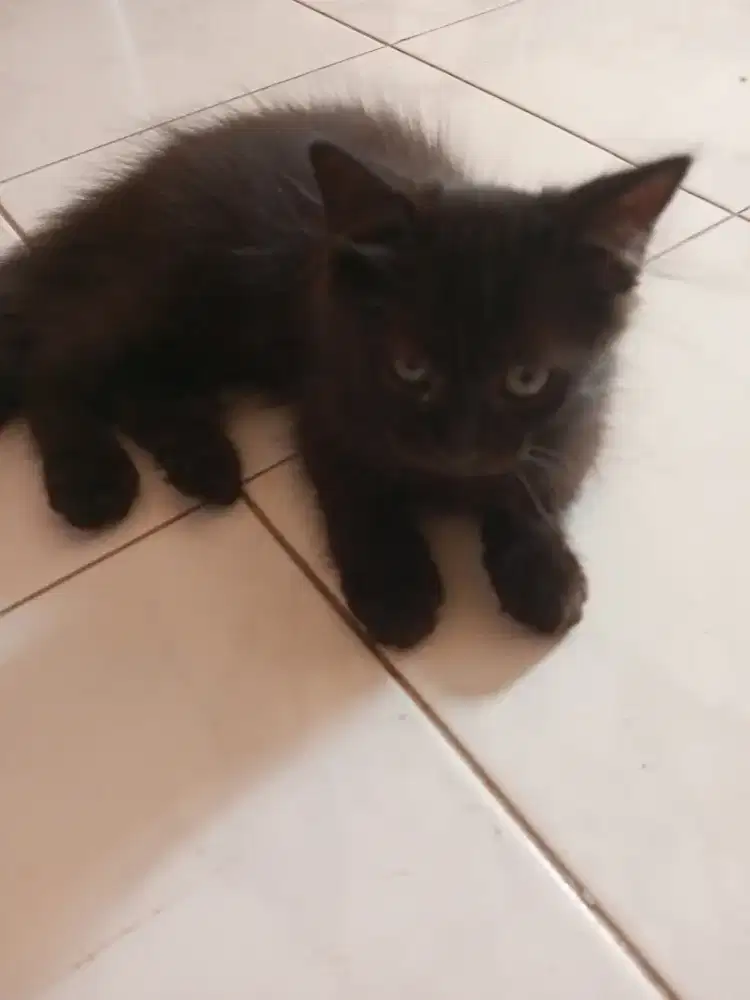 Kitten Persia Mediun