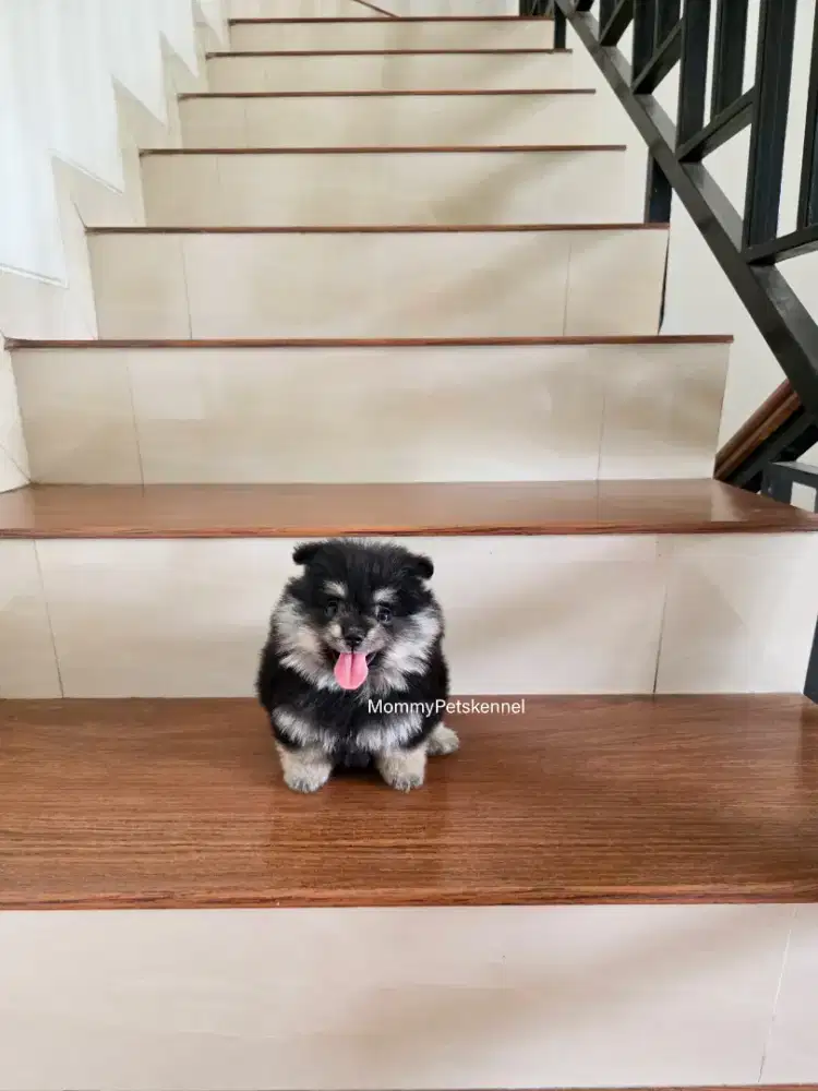 Superminipom pomeranian anjing puppy kecil pom