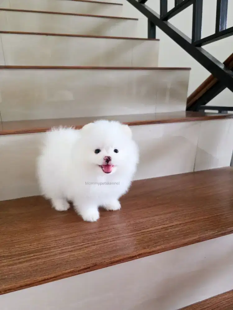 Superminipom pom pomeranian anjing puppy