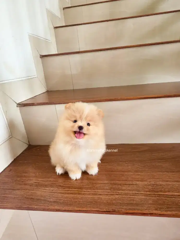 Pomeranian superminipom pom anjing puppy