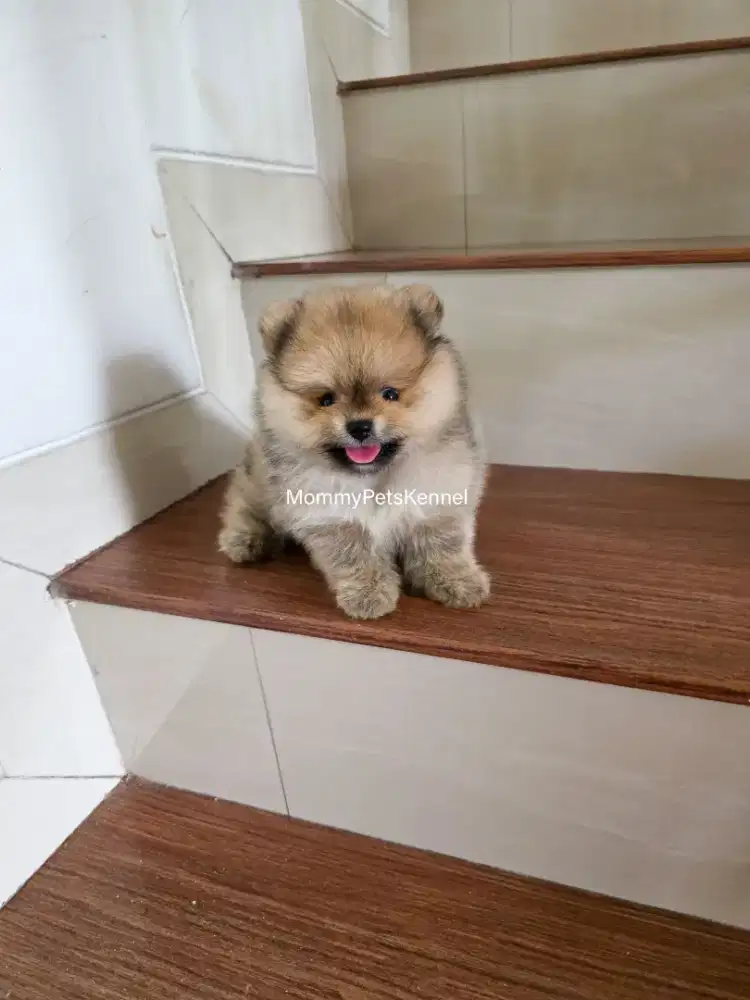 Pom superminipom pomeranian anjing puppy
