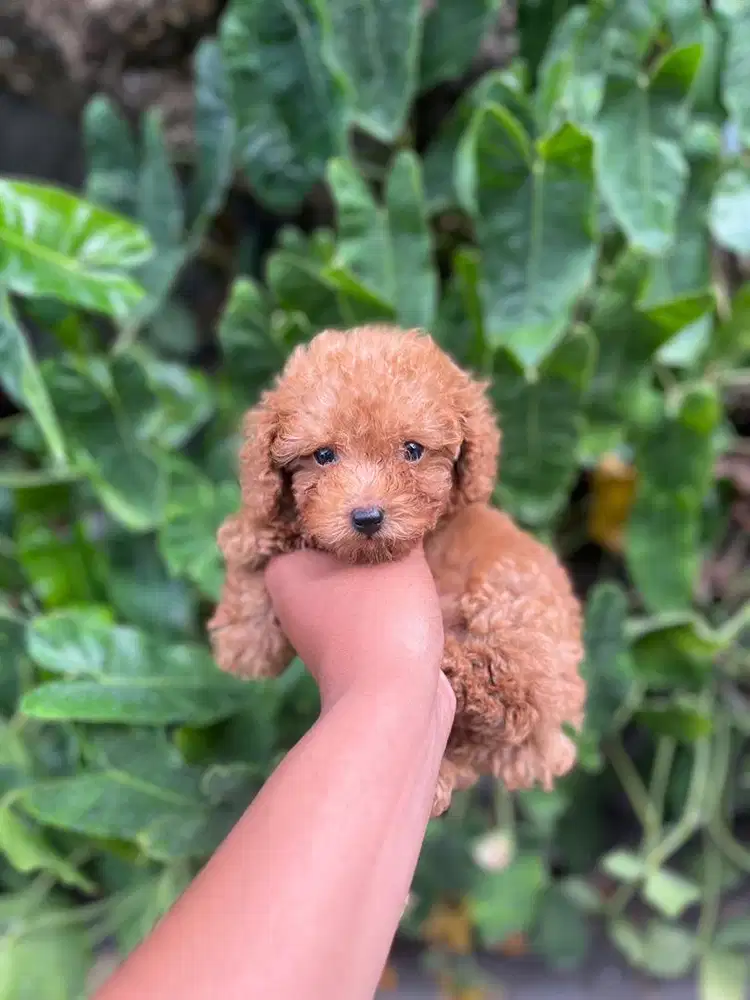 Puppy toy poodle