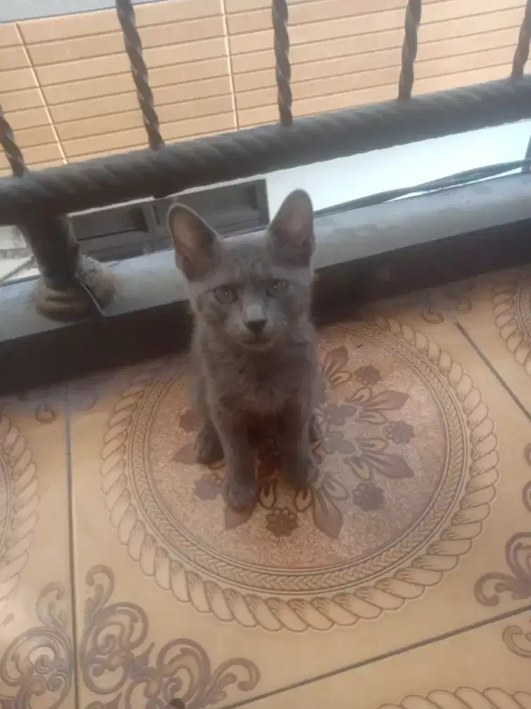 Jual kucing domestik abu abu