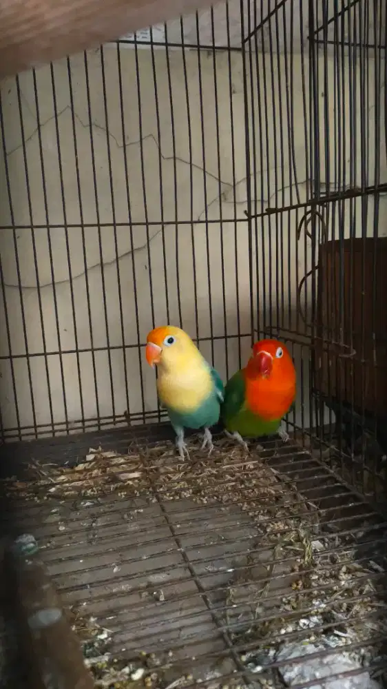 lovebird pasangan