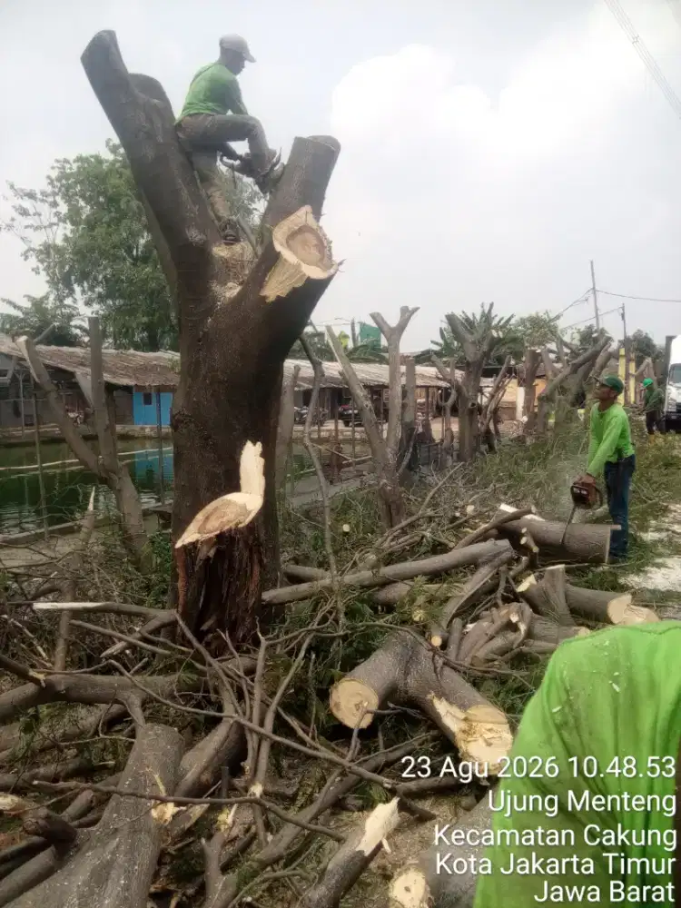 Jasa tebang pohon dan babat lahan